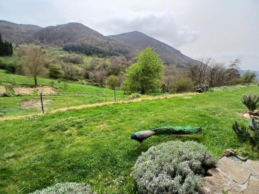 Bright Loft With Mountain And Nature View Sougraigne Exterior photo